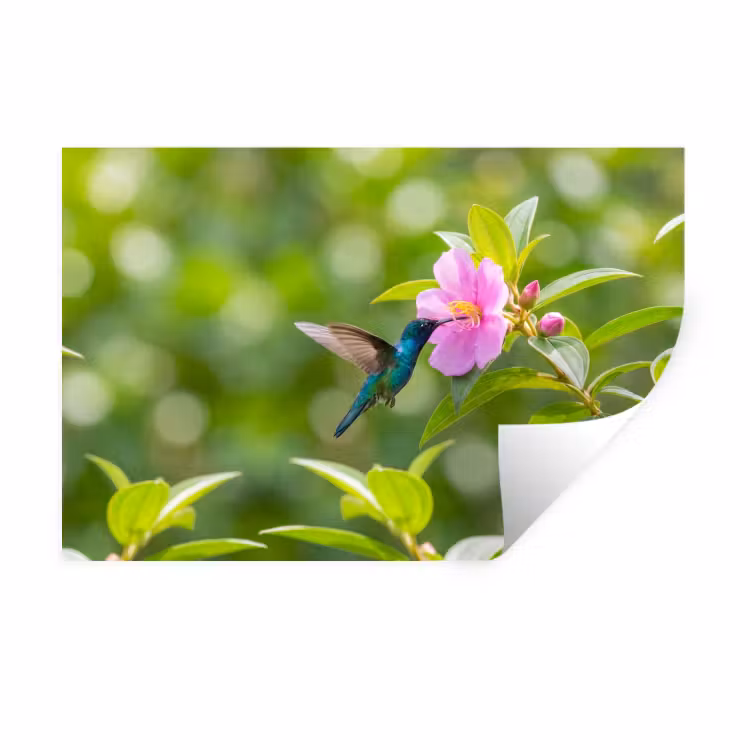 Muursticker - Kolibrie - Bloem - Natuur - Groen — 1