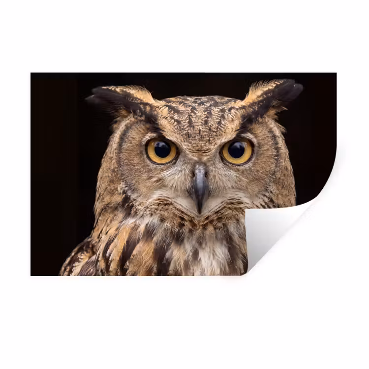 Muursticker - Oehoe - Uil - Portret - Bruin — 1