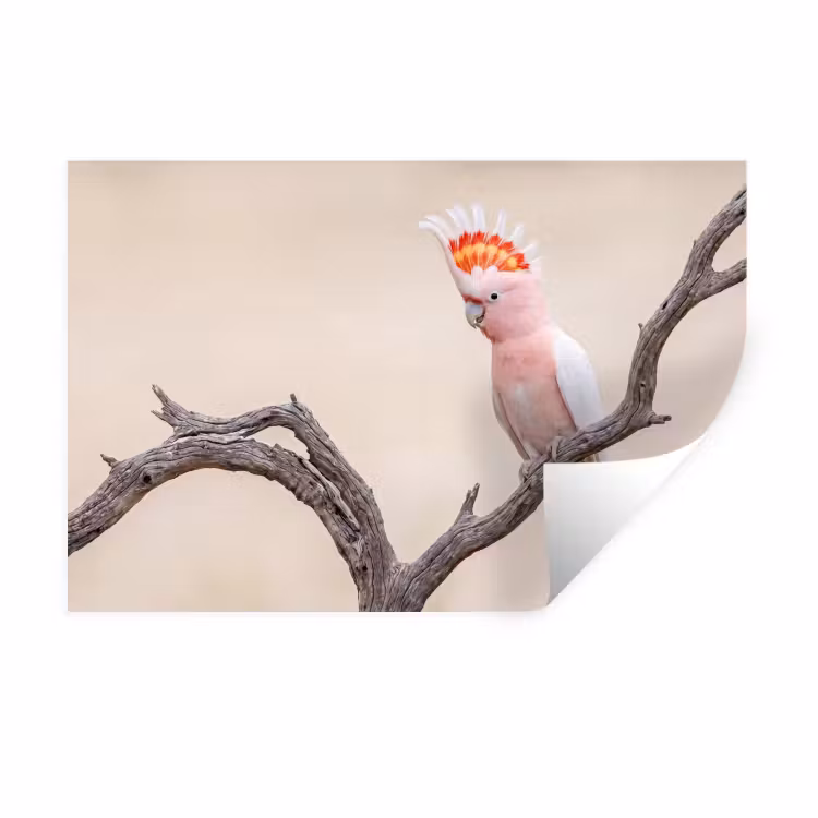Muursticker - Papagaai - Tak - Roze — 1