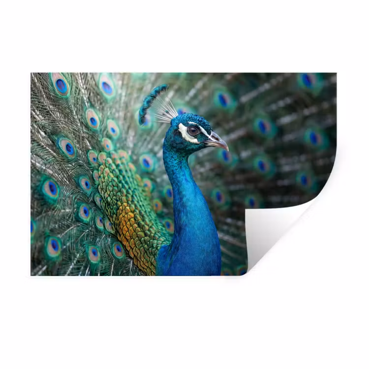 Muursticker - Pauw - Veren - Blauw — 1