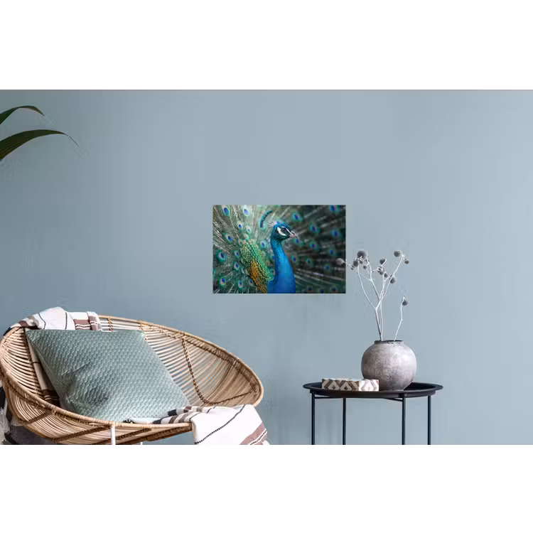 Muursticker - Pauw - Veren - Blauw — 4