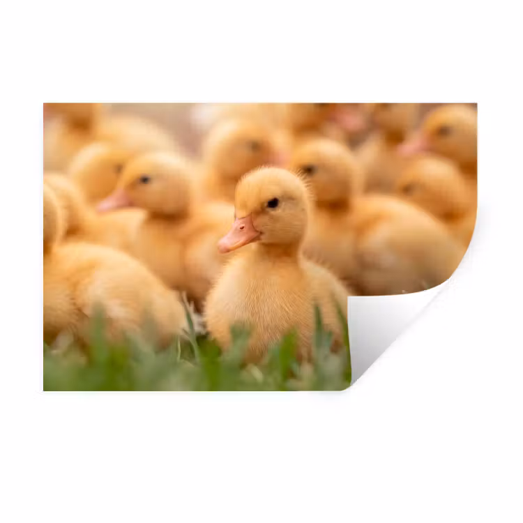 Muursticker - Pijltje - Eend - Natuur - Geel — 1