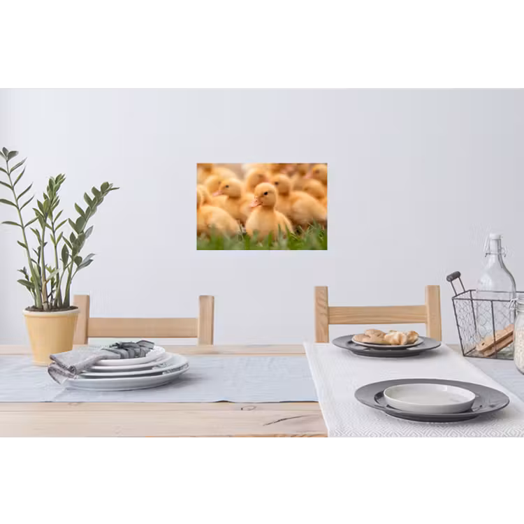 Muursticker - Pijltje - Eend - Natuur - Geel — 3