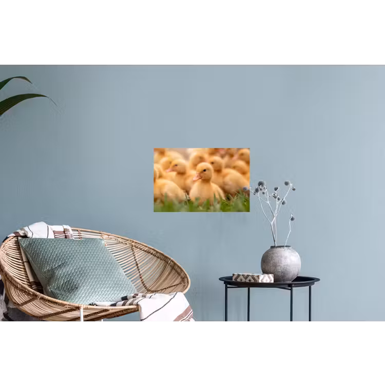 Muursticker - Pijltje - Eend - Natuur - Geel — 4