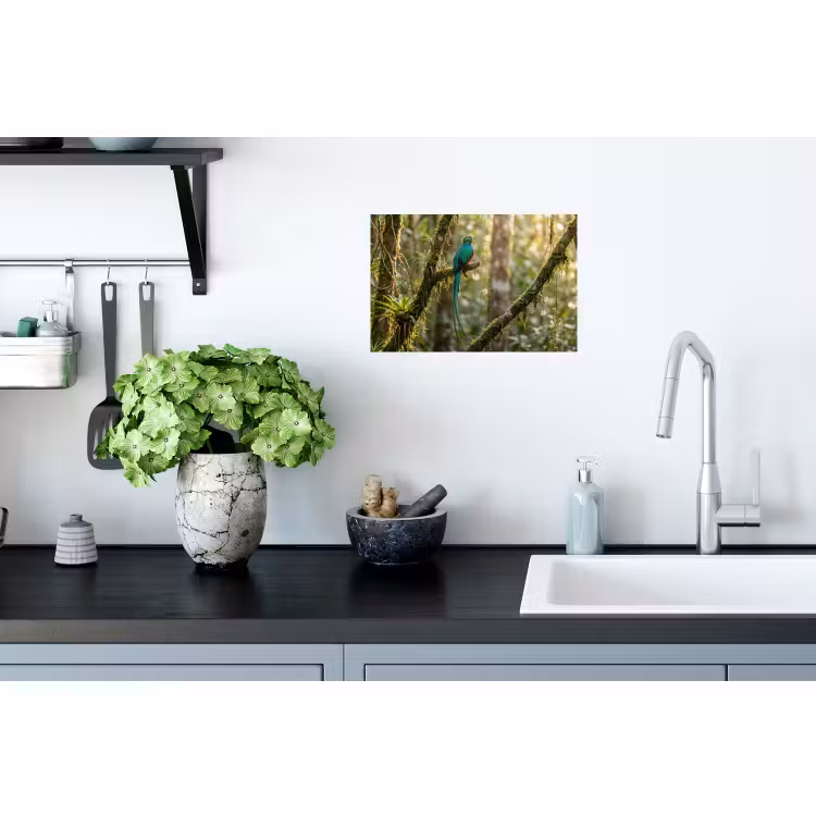 Muursticker - Quetzal - Jungle - Natuur - Groen — 2