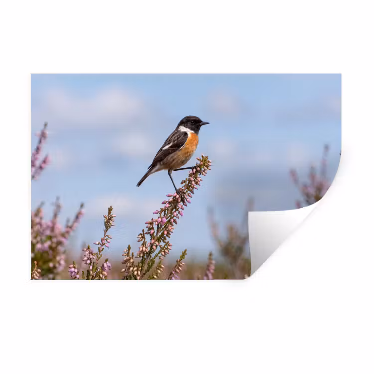 Muursticker - Roodborsttapuit - Heide - Paars - Natuur - Sfeervol — 1