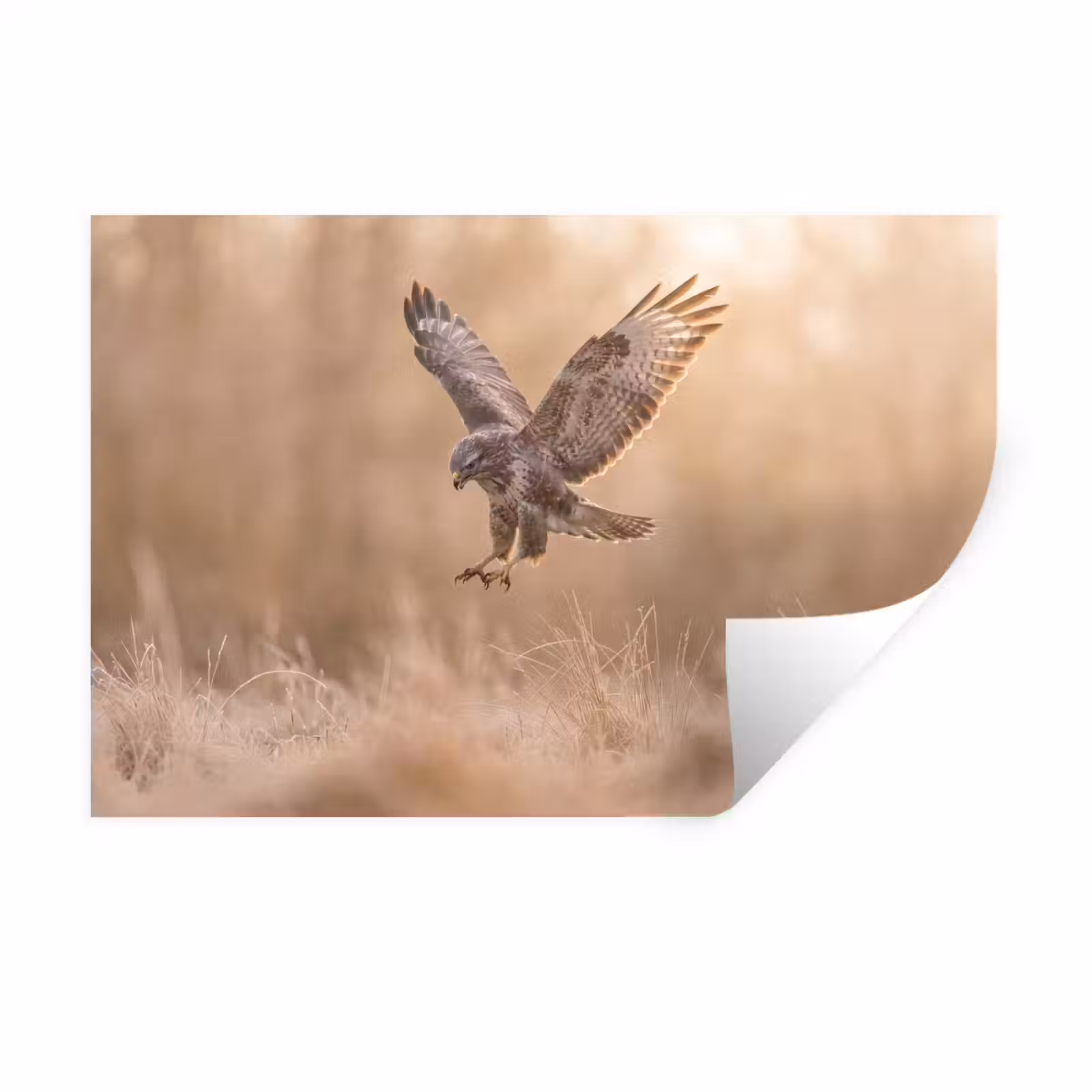 Muursticker - Buizerd - Roofvogel - Natuur - Bruin — 1