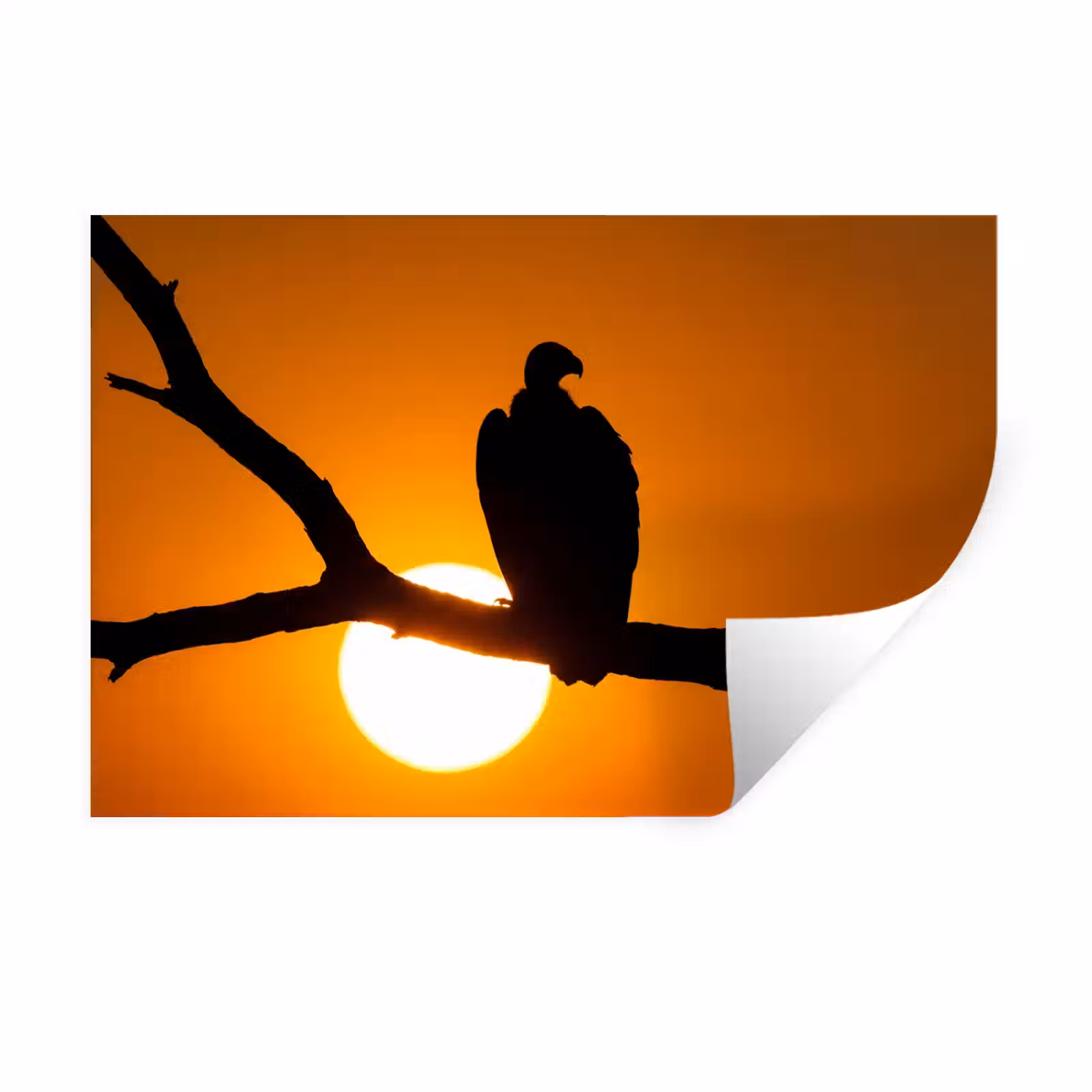 Muursticker - Gier - Tak - Zon - Oranje — 1