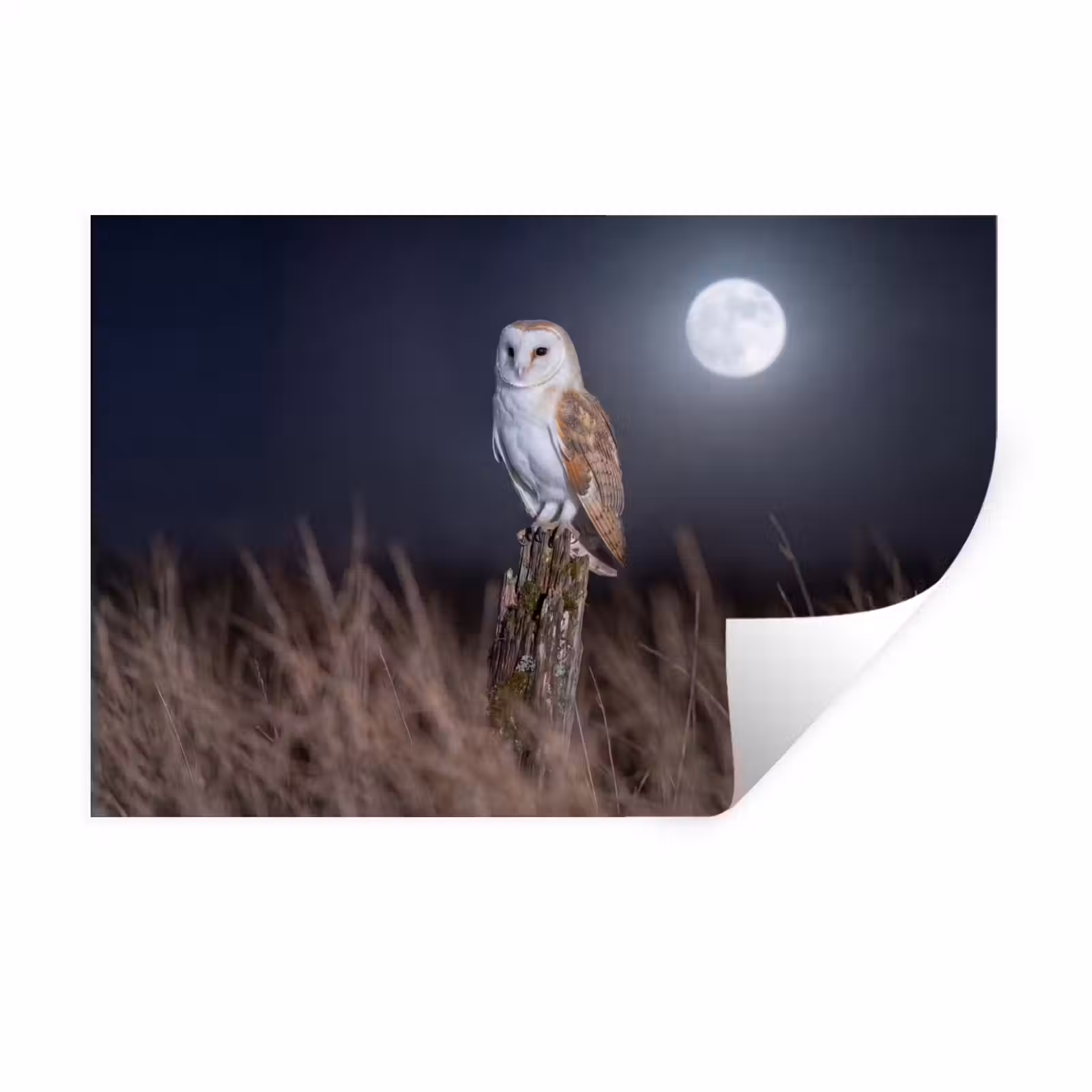 Muursticker - Kerkuil - Maan - Nacht — 1