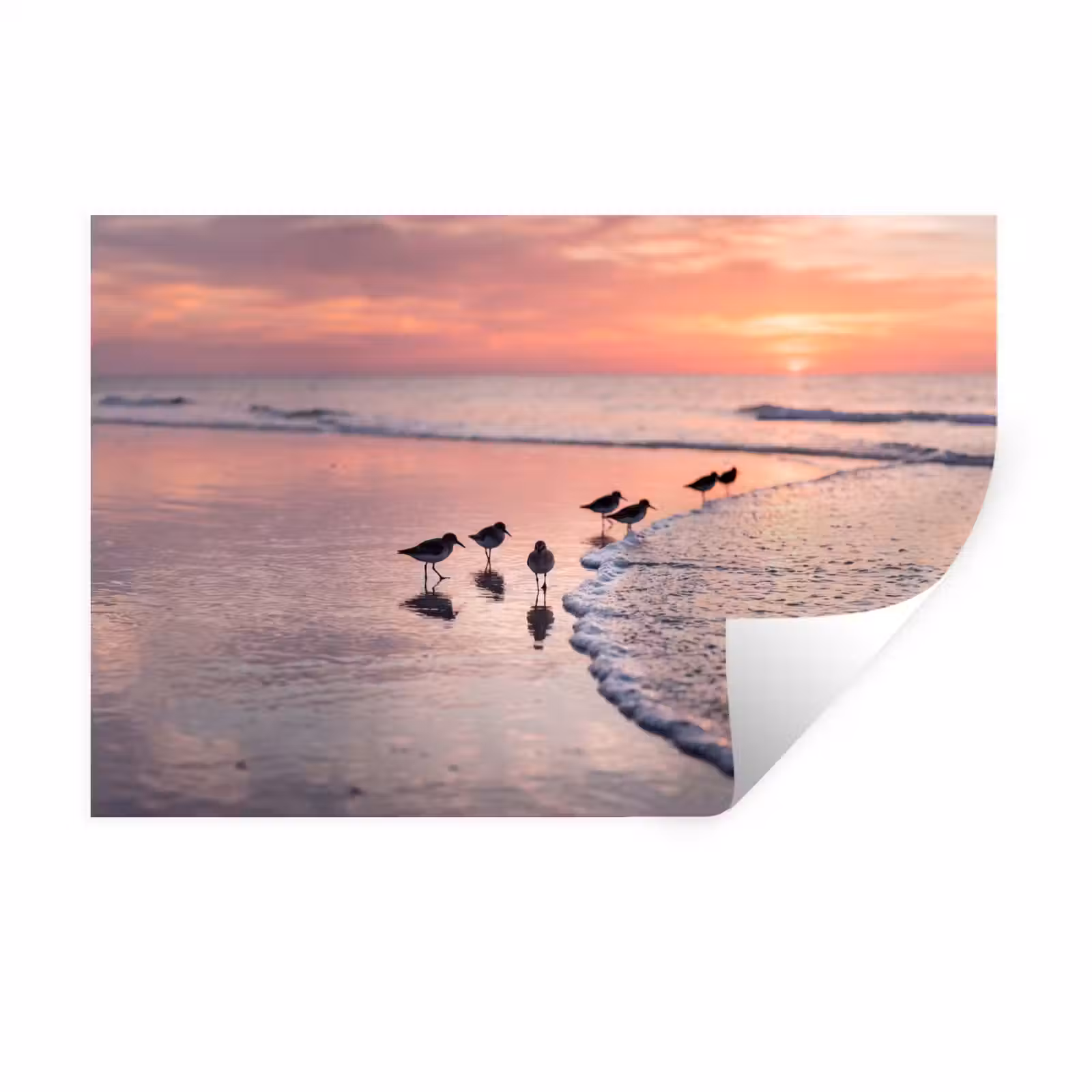 Muursticker - Meeuwen - Strand - Zee - Roze — 1