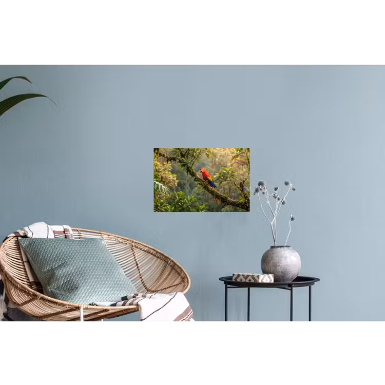 Muursticker - Ara - Jungle - Rood — 4