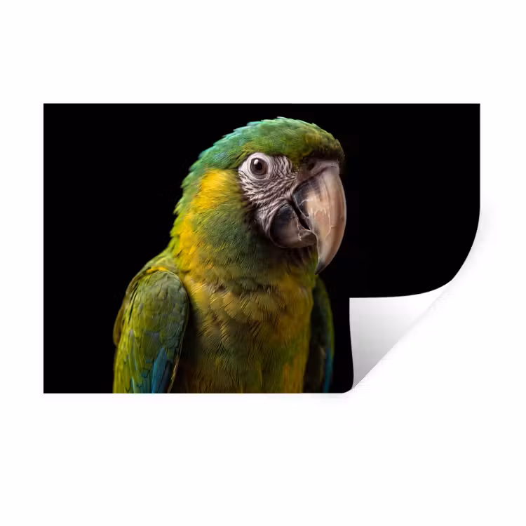 Muursticker - Ara - Portret - Groen — 1