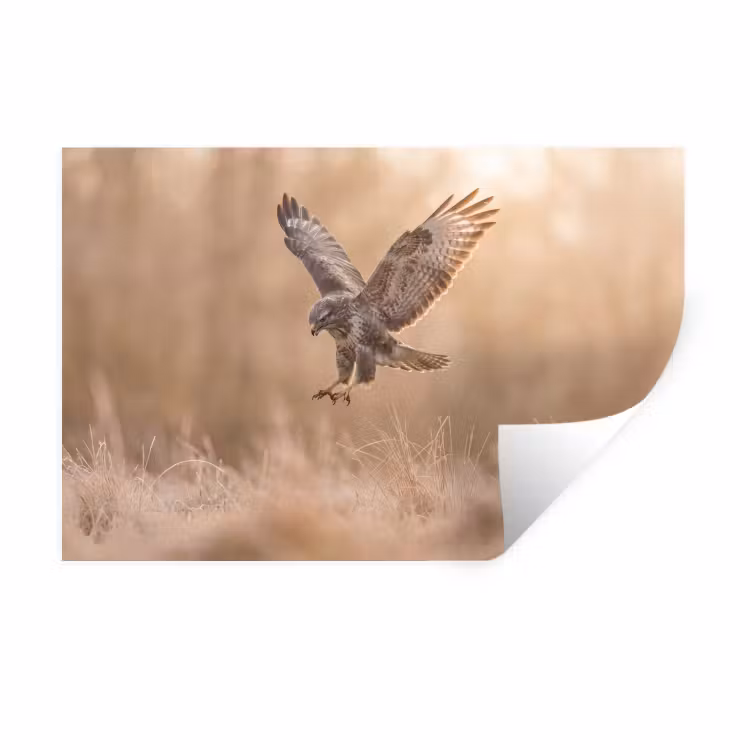Muursticker - Buizerd - Roofvogel - Natuur - Bruin — 1