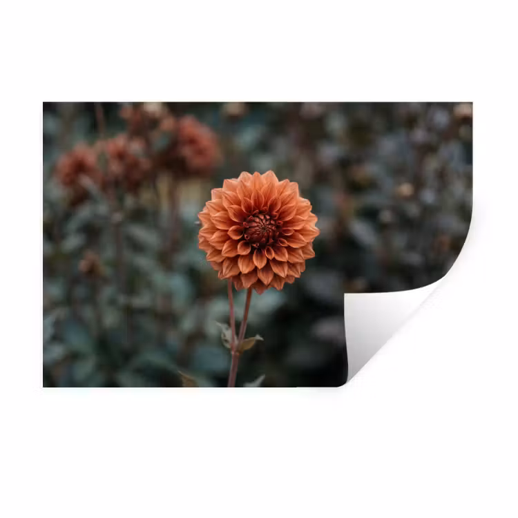 Muursticker - Dahlia - Bloem - Natuur - Sfeervol — 1