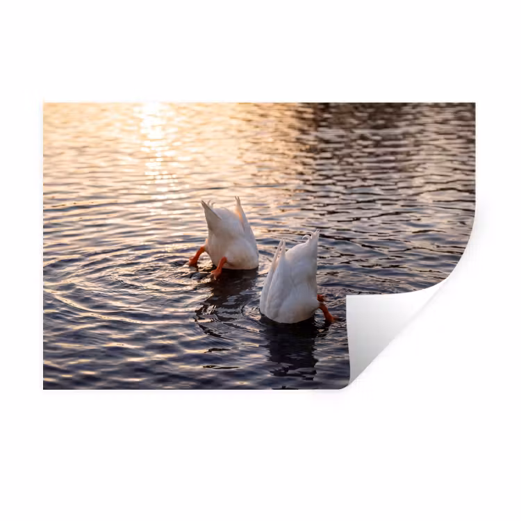 Muursticker - Eenden - Water - Natuur — 1