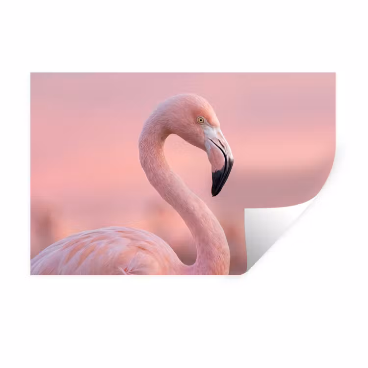 Muursticker - Flamingo - Portret - Roze — 1