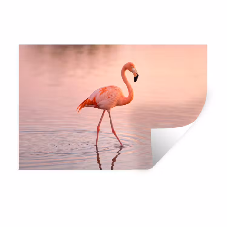 Muursticker - Flamingo - Water - Roze — 1