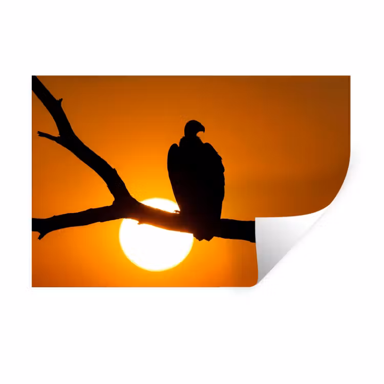 Muursticker - Gier - Tak - Zon - Oranje — 1
