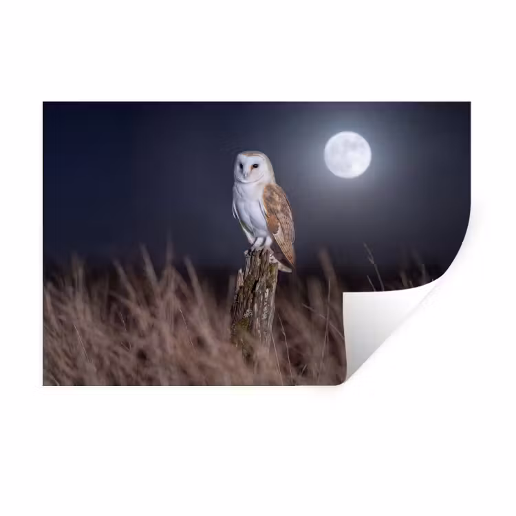 Muursticker - Kerkuil - Maan - Nacht — 1