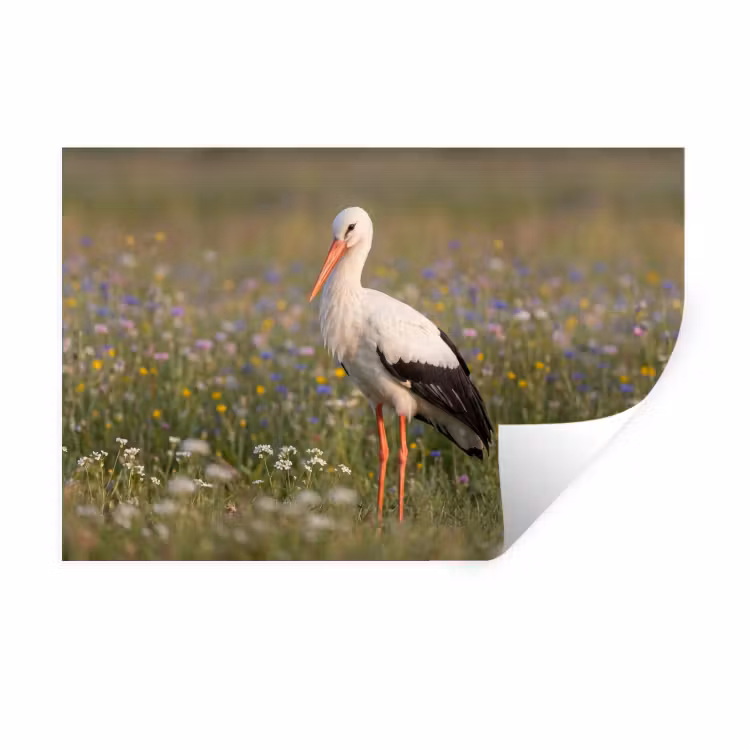 Muursticker - Ooienvaar - Bloemen - Weide - Kleurrijk — 1