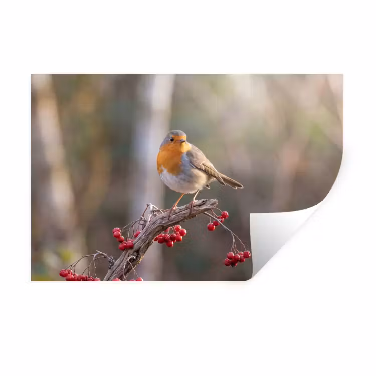 Muursticker - Roodborst - Tak - Bessen - Natuur — 1