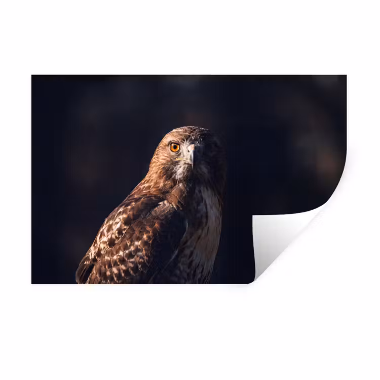 Muursticker - Roofvogel - Buizerd - Bruin — 1