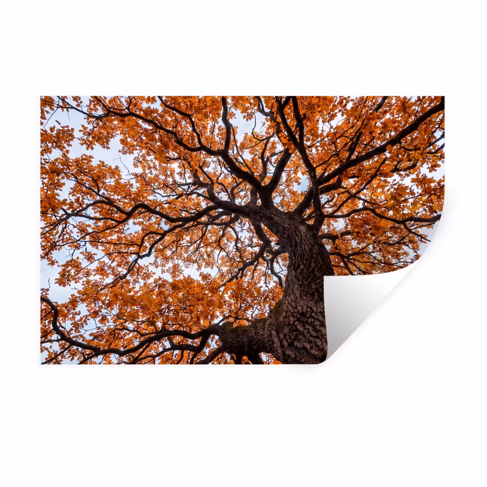 Muursticker - Boom - Bladerdak - Herfst - Oranje - Sfeervol — 1