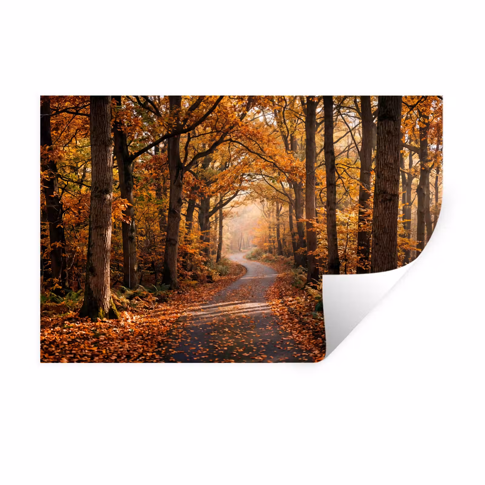 Muursticker - Bospad - Herfstbos - Bladeren - Oranje - Nostalgisch — 1