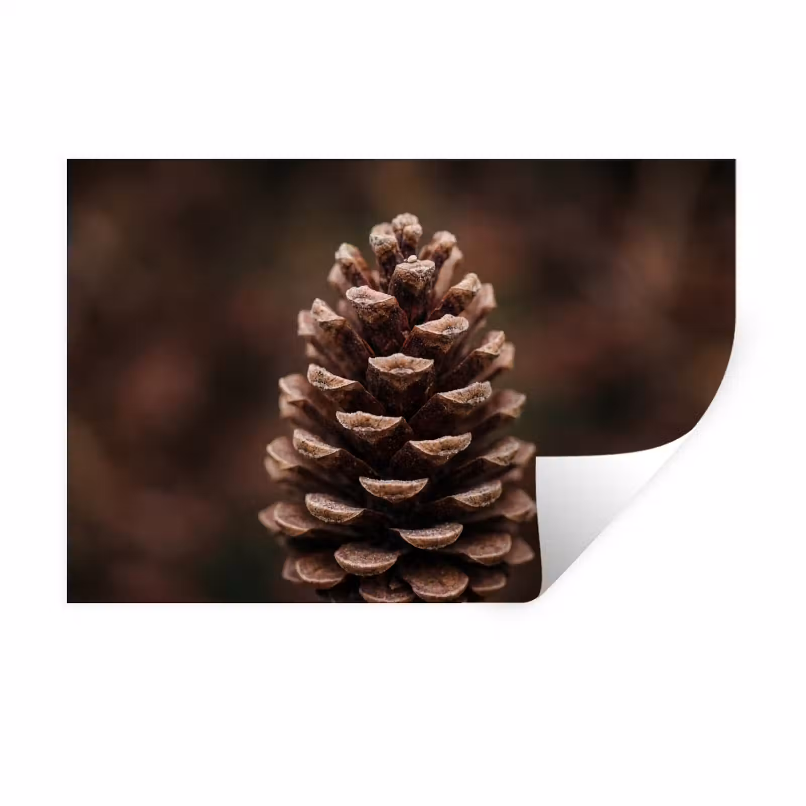 Muursticker - Dennenappel - Bos - Herfst - Bruin - Sfeervol — 1