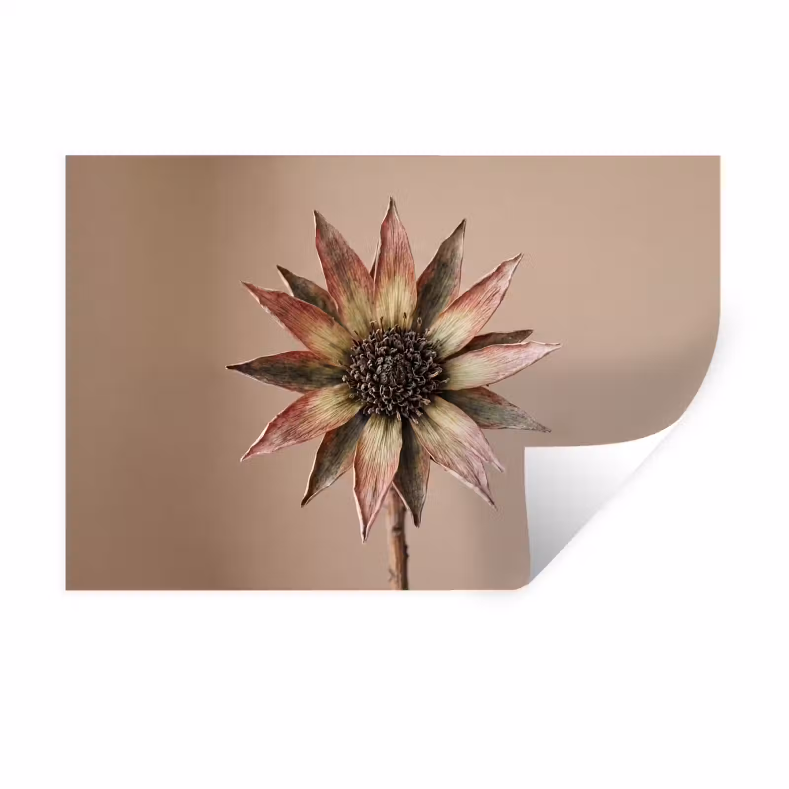 Muursticker - Droogbloem - Protea - Vintage - Beige - Rustiek — 1
