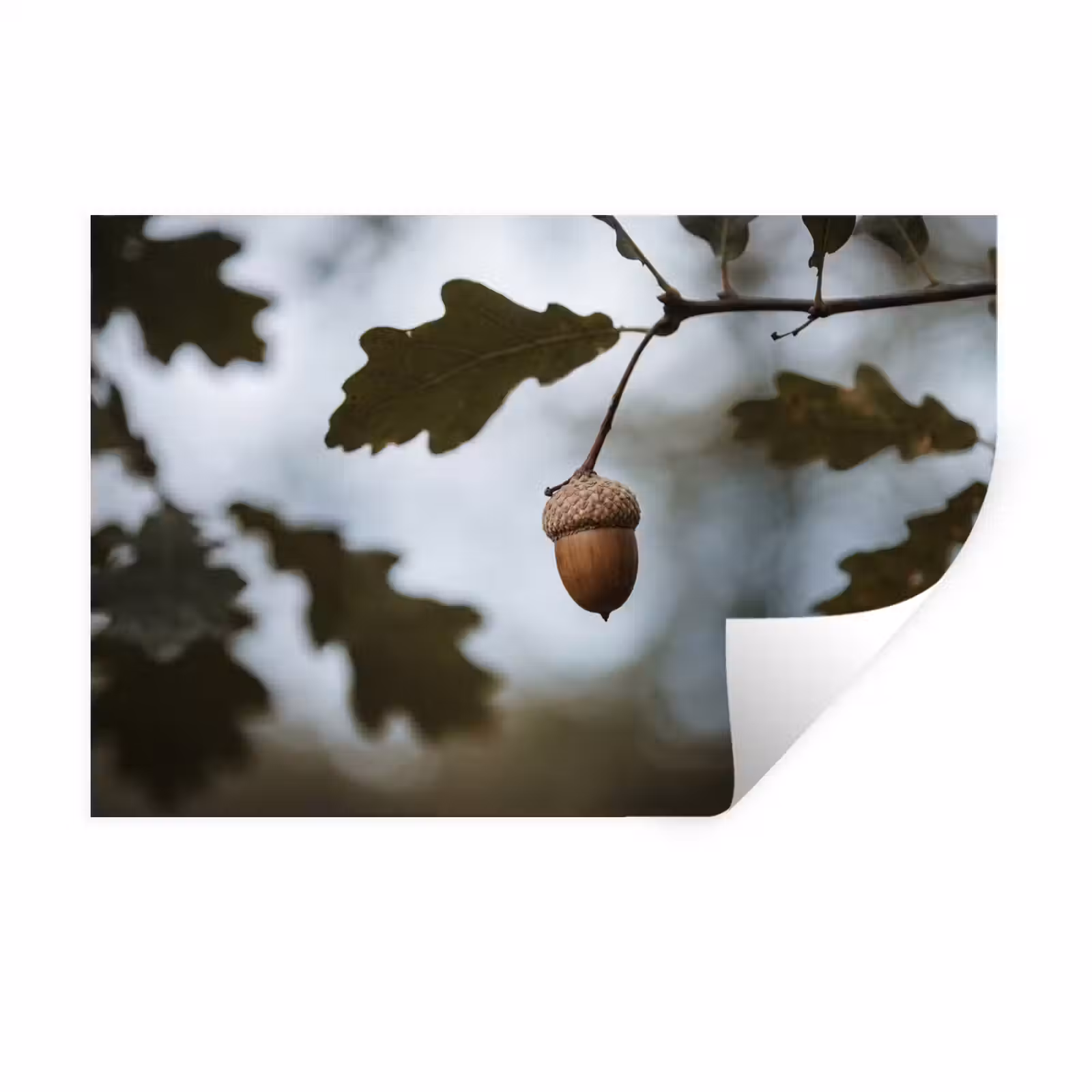 Muursticker - Eikel - Eikenblad - Bos - Herfst - Natuur — 1