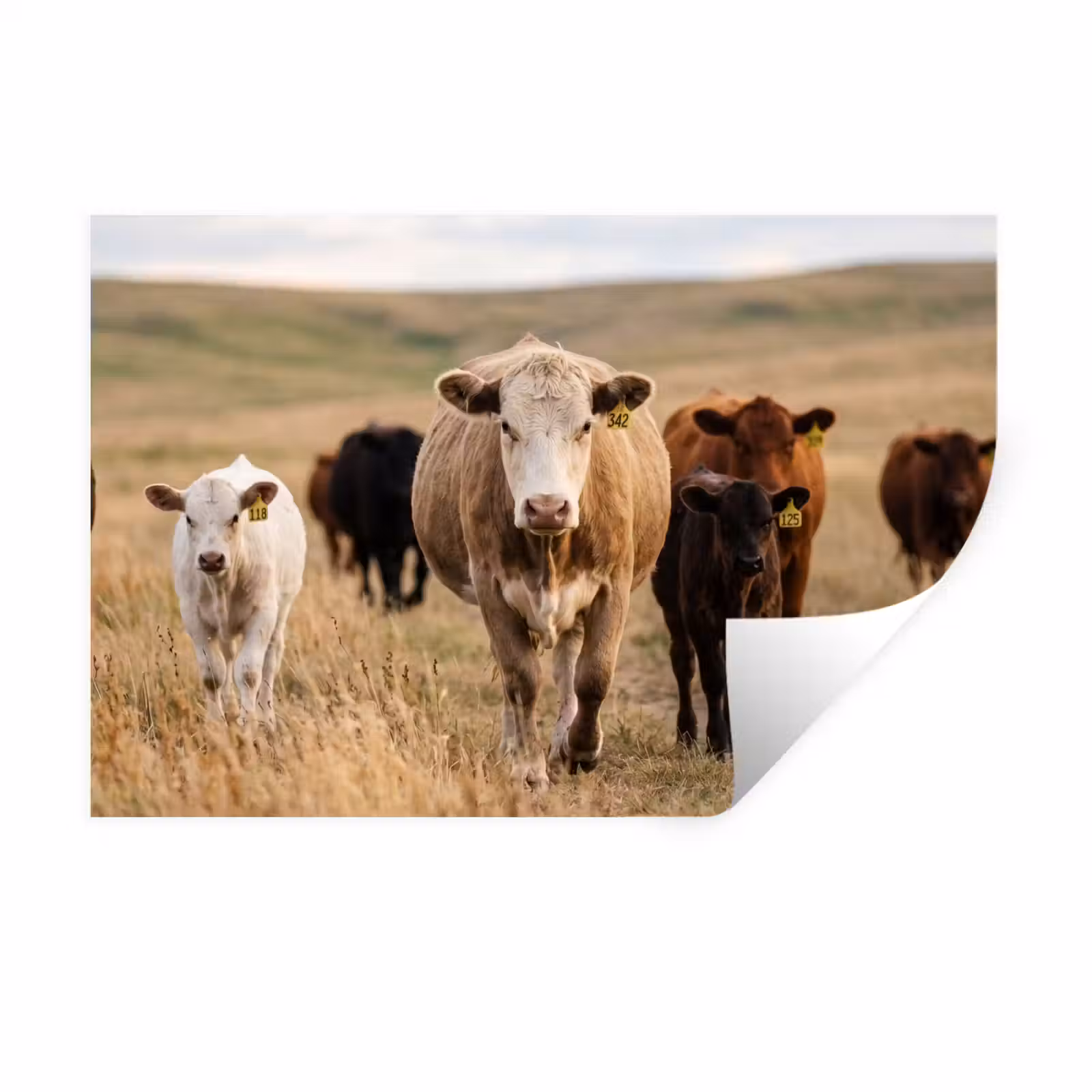 Muursticker - Runderen - Kudde - Landschap - Weide - Rustig — 1