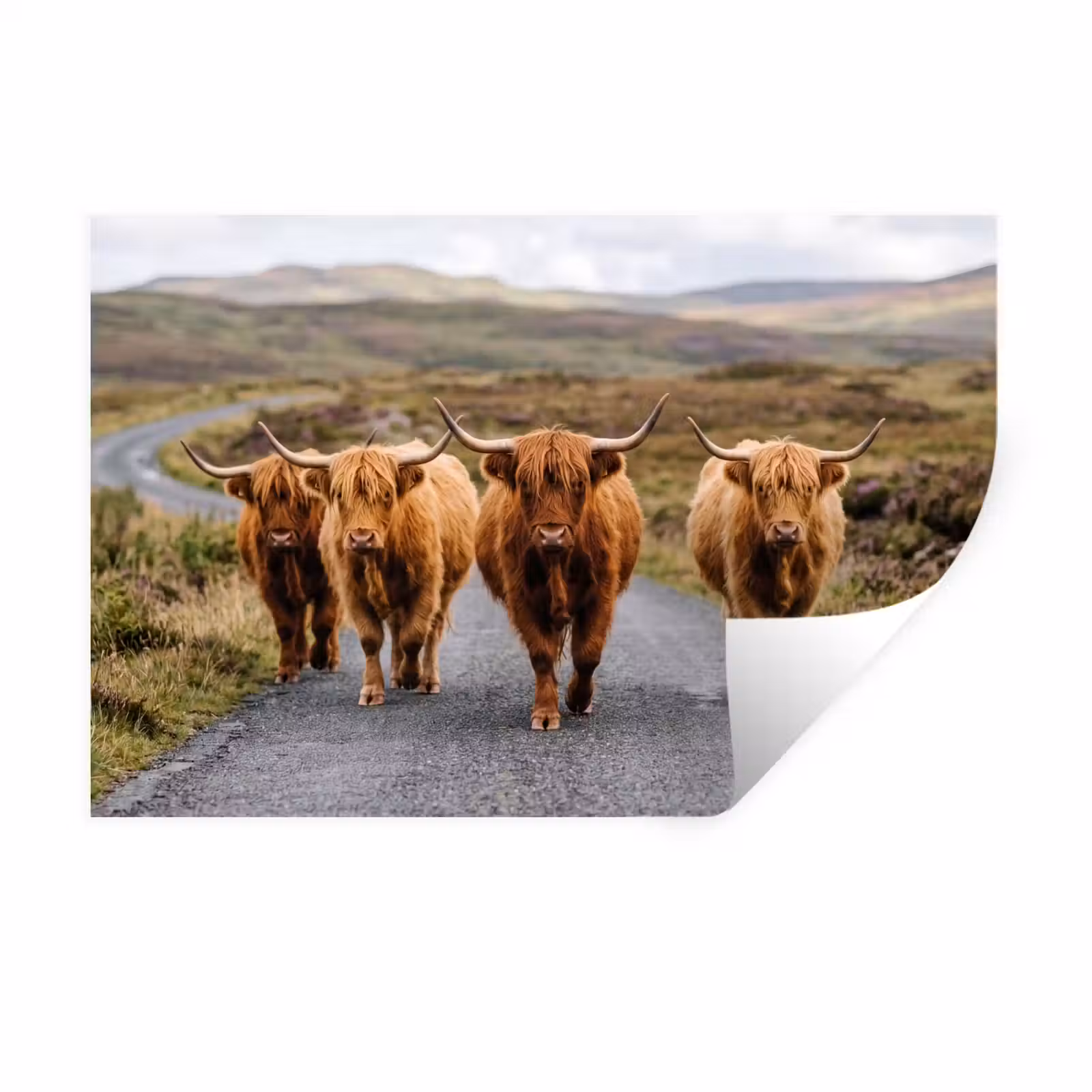 Muursticker - Schotse Hooglanders - Weg - Landschap - Kudde — 1