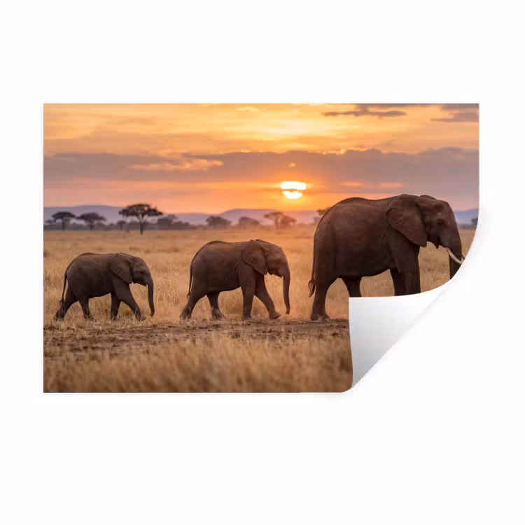 Muursticker - Olifanten - Savanne - Zonsondergang - Afrika - Warm — 1