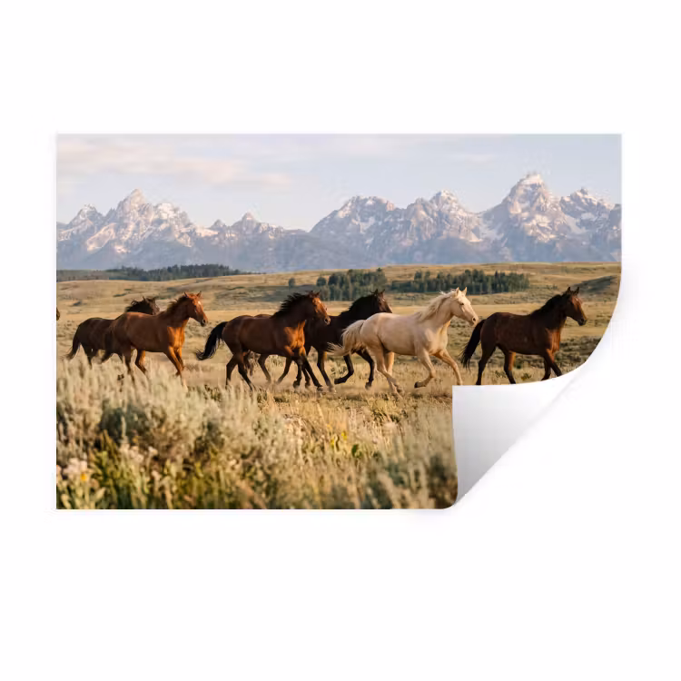 Muursticker - Paarden - Kudde - Bergen - Vrijheid - Wild — 1