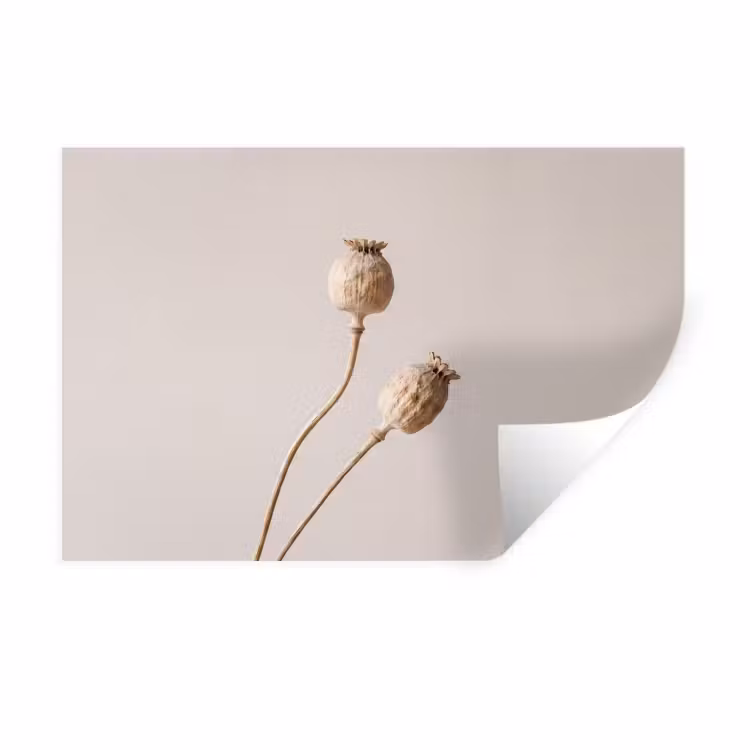 Muursticker - Papaverbollen - Droogbloemen - Minimalistisch - Beige - Rustig — 1