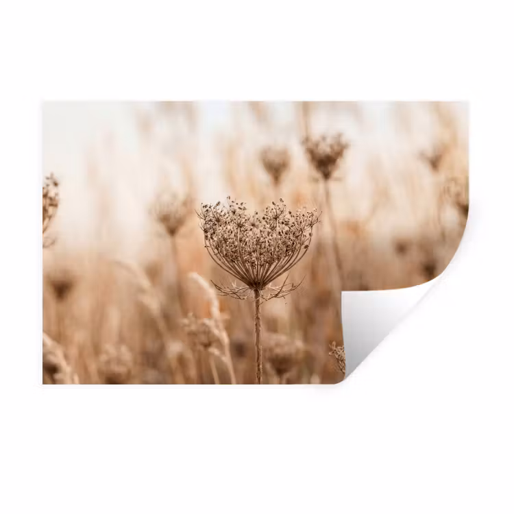 Muursticker - Schermbloem - Droogbloem - Winter - Beige - Minimalistisch — 1
