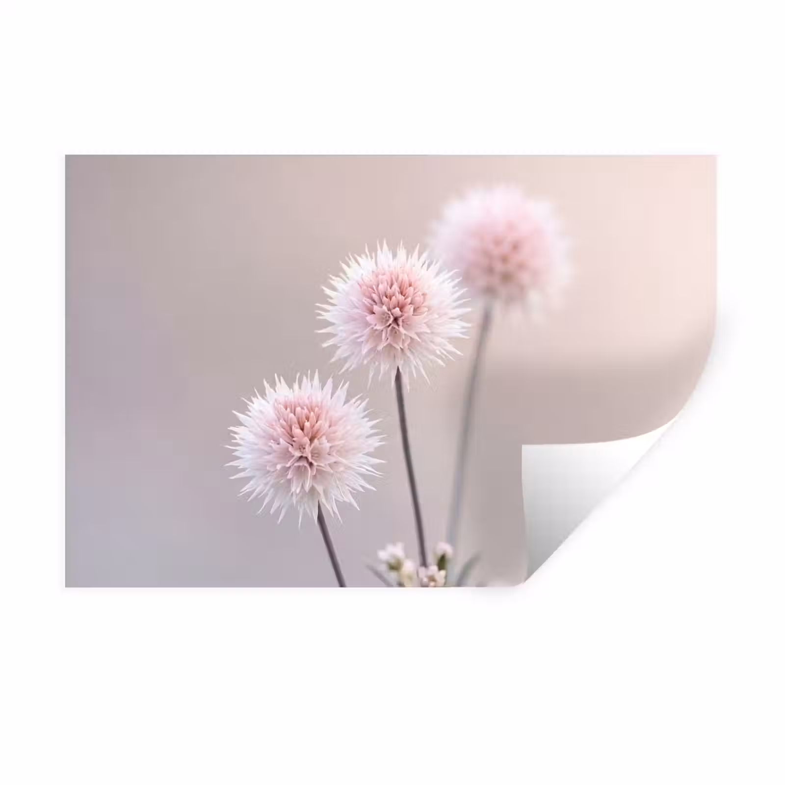 Muursticker - Bloemen - Bollen - Roze — 1
