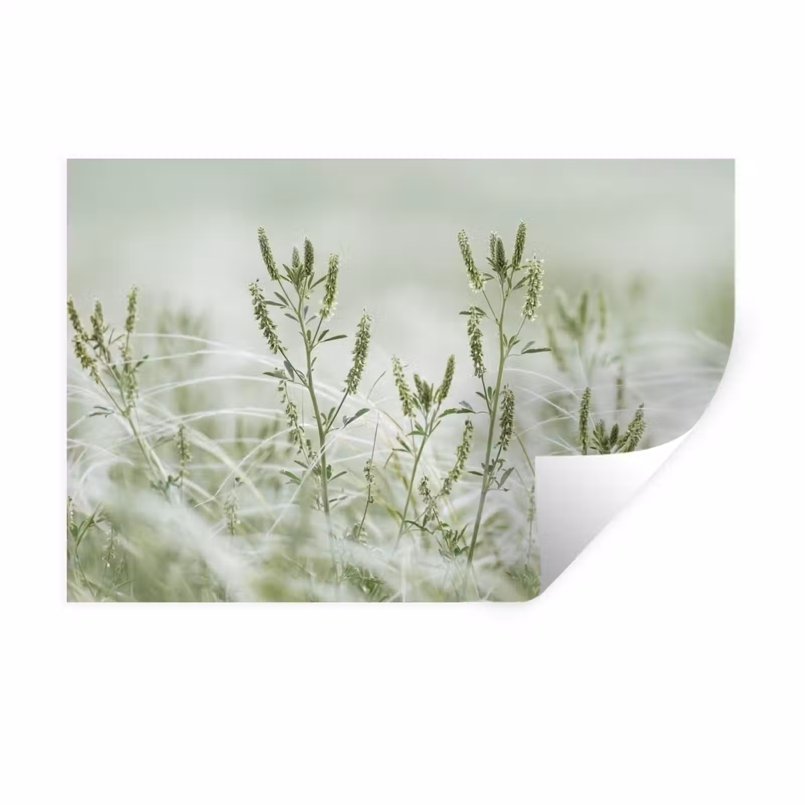 Muursticker - Grassen - Minimalistisch - Groen — 1