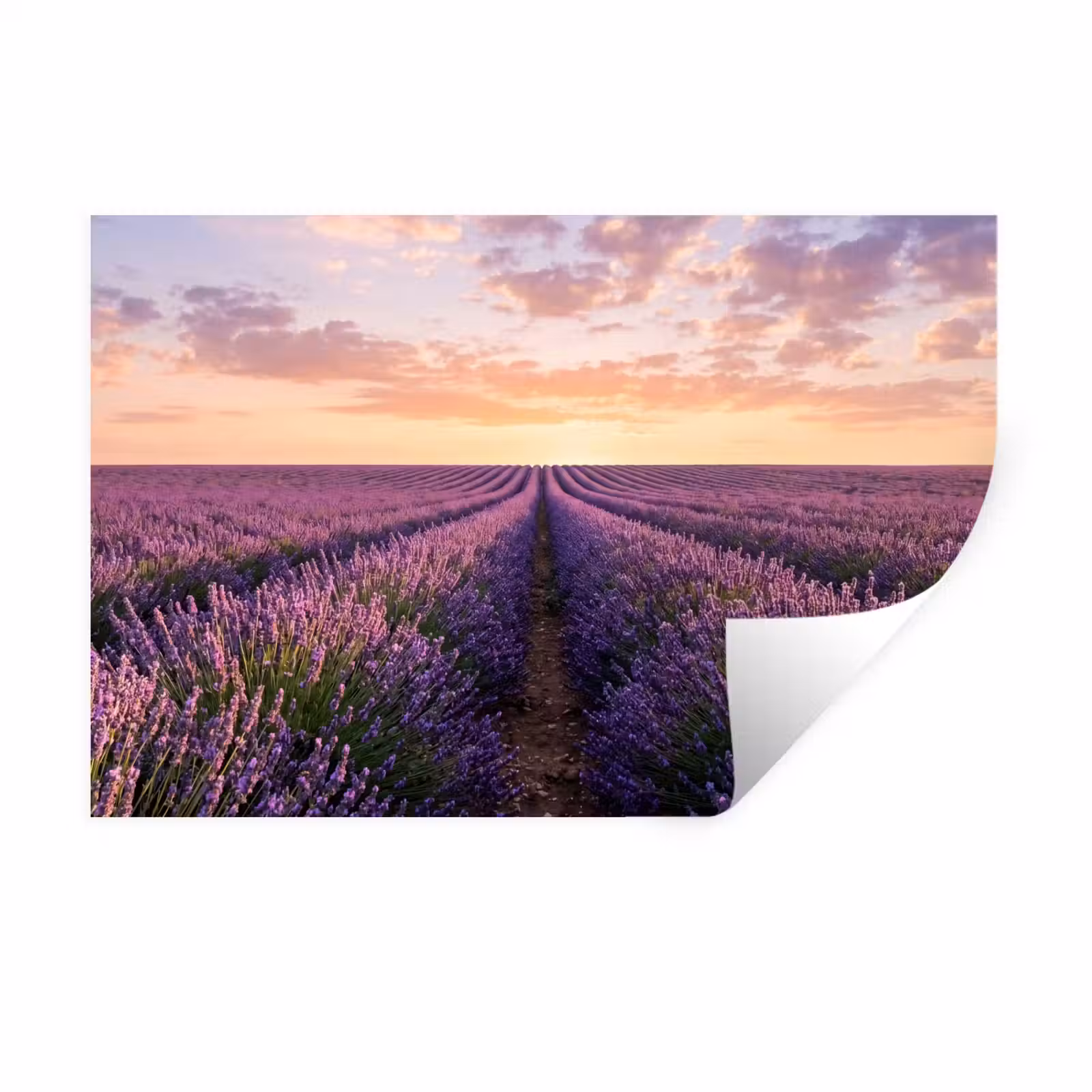 Muursticker - Landschap - Lavendelveld - Paars — 1
