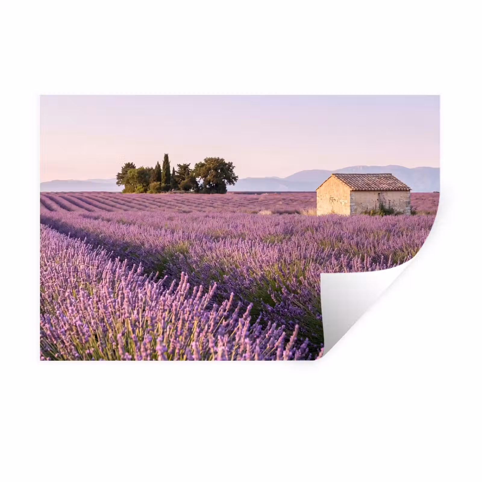 Muursticker - Lavendel - Landschap - Sereen - Paars — 1