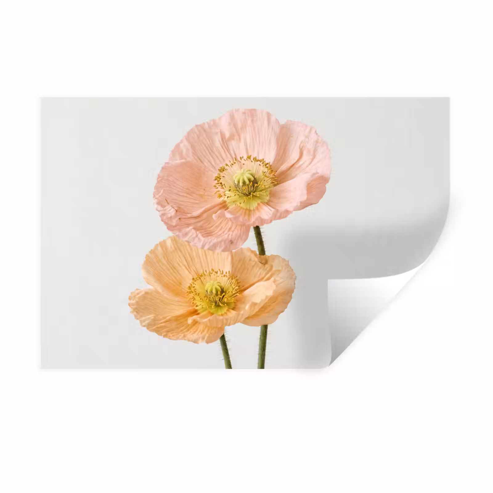 Muursticker - Papavers - Botanisch - Roze — 1