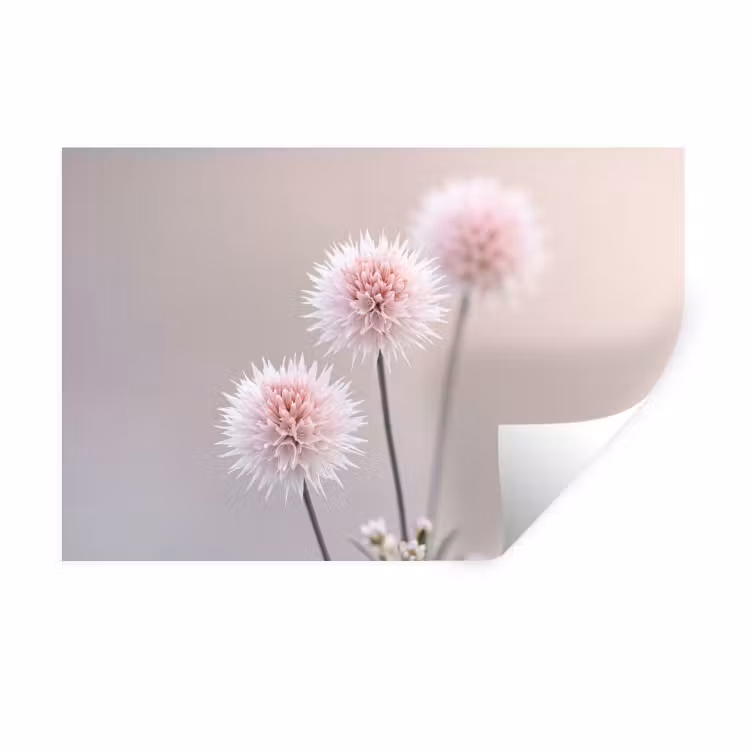 Muursticker - Bloemen - Bollen - Roze — 1