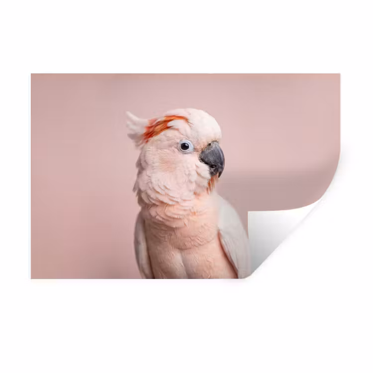 Muursticker - Kaketoe - Portret - Roze — 1