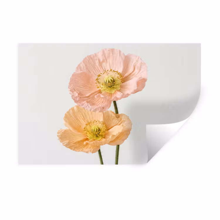 Muursticker - Papavers - Botanisch - Roze — 1