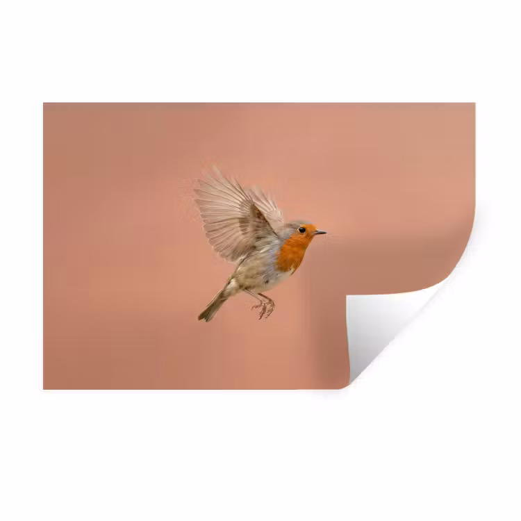 Muursticker - Roodborst - Natuur - Roze — 1