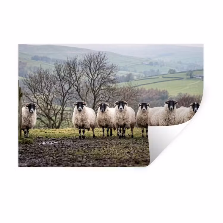 Muursticker - Schapen - Rij - Weide - Dieren - Platteland — 1