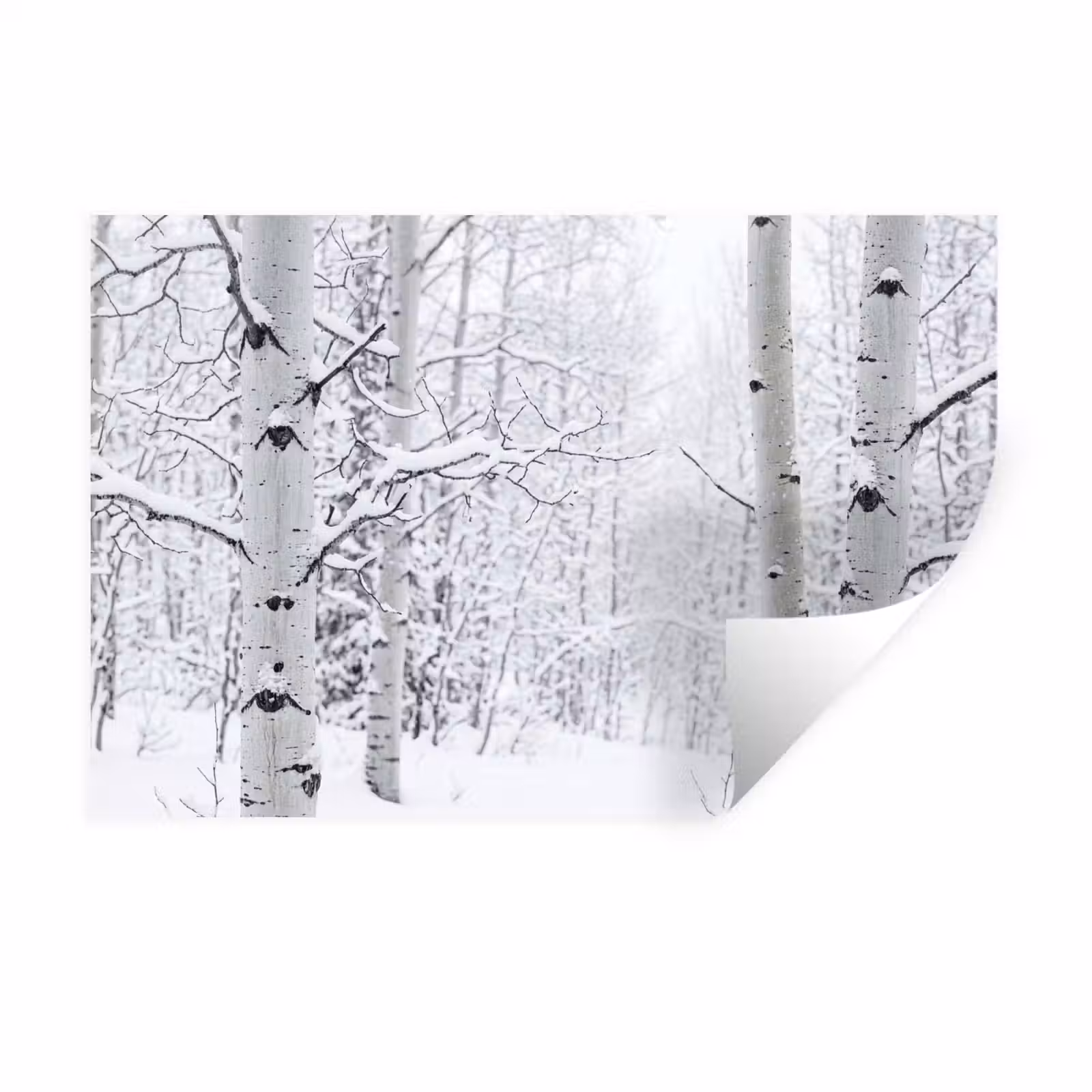 Muursticker - Berkenbomen - Sneeuw - Winter - Bos - Wit — 1