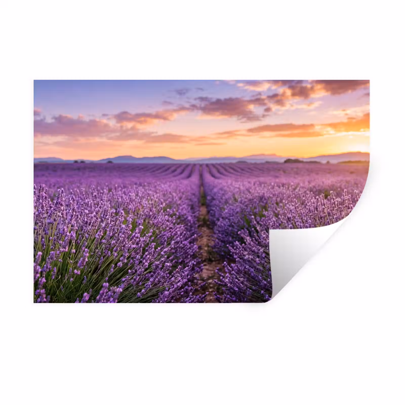 Muursticker - Lavendel - Veld - Natuur - Paars — 1