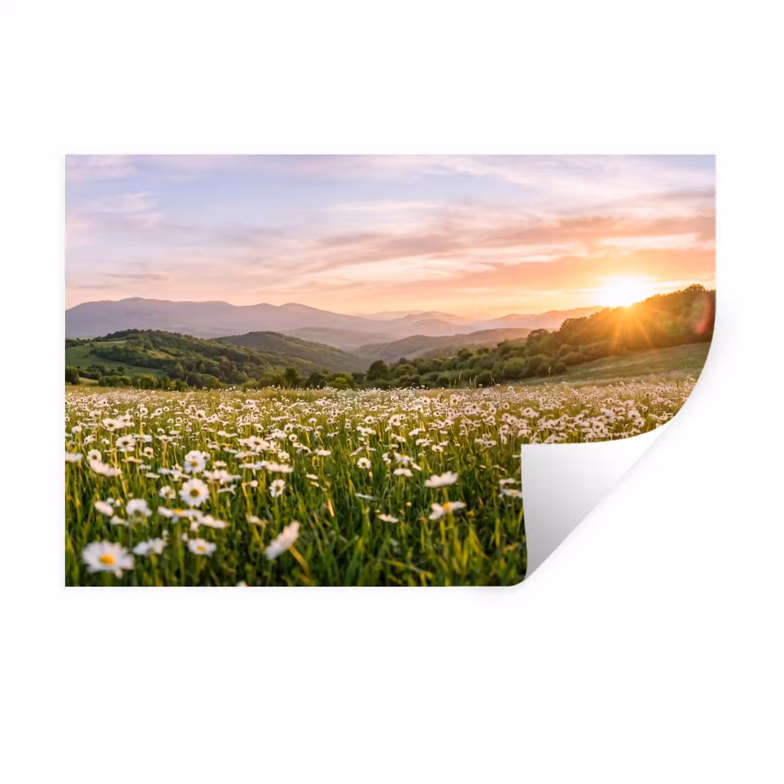 Muursticker - Madelief - Veld - Heuvels - Groen — 1